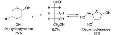Équilibre chimique des conformation du désoxyribose.