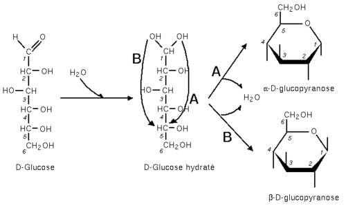 Glucose cyclisation.png