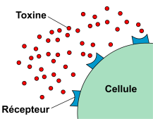 Ac-toxine1.png