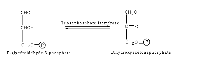 Glycolyse etape5.png